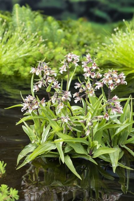 Epipactis Palustris, D 9