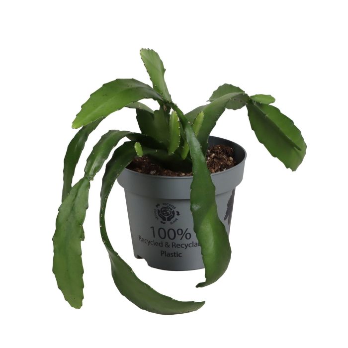 Epiphylium Ackermannii Red Orchid 12 cm, D 12