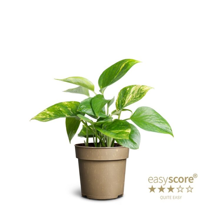 EPIPREMNUM AUREUM, D 11