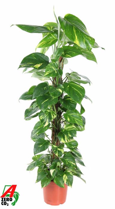 Epipremnum Pinnatum Mosstok P21, D 21