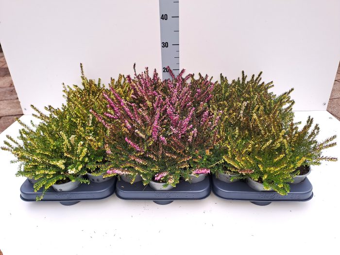 Erica darleyensis mixlaag pot 9, D 9