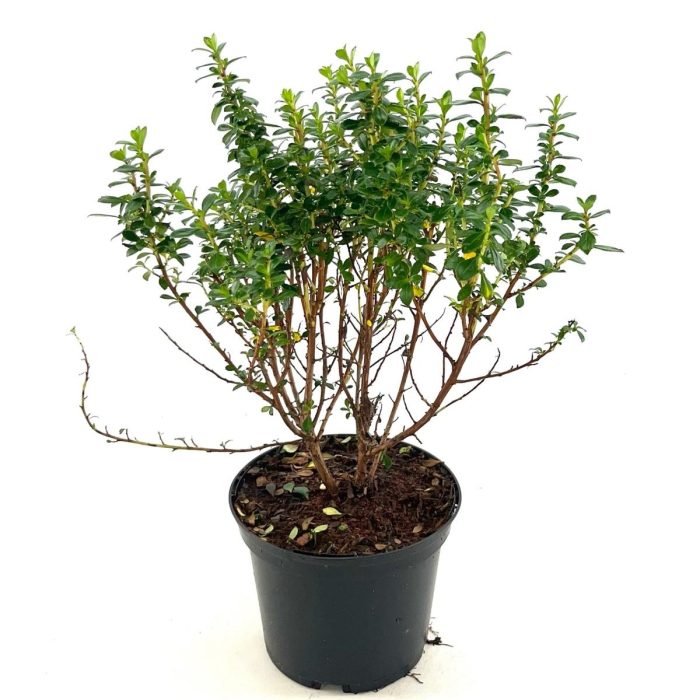 Escallonia 'Compacta Coccinea', D 17