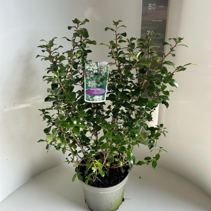 Escallonia 'Iveyi', D 23