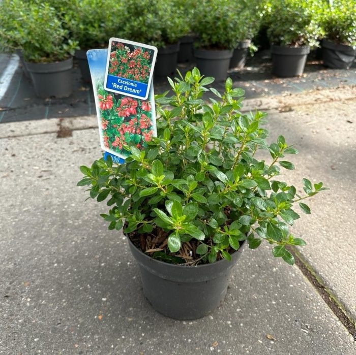Escallonia 'Red Dream', D 19
