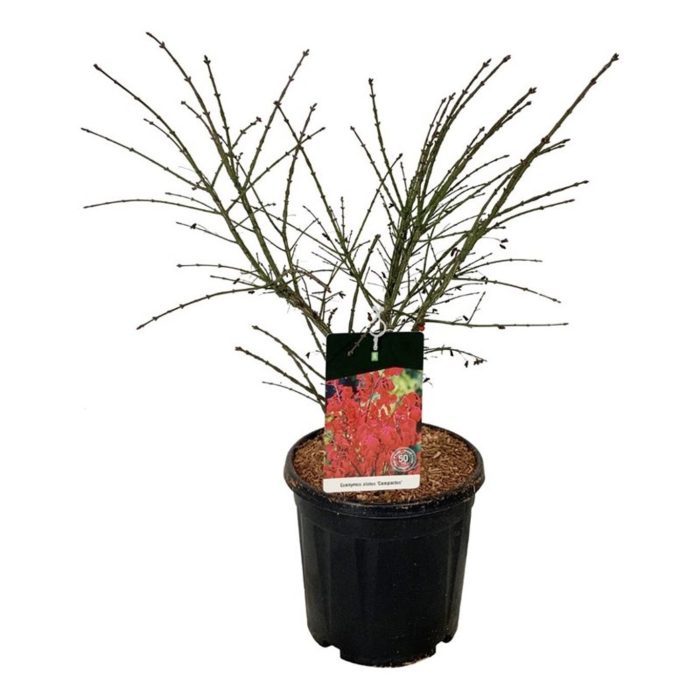 Euonymus alatus 'Compactus', D 32