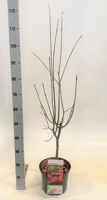 Euonymus europaeus, D 23