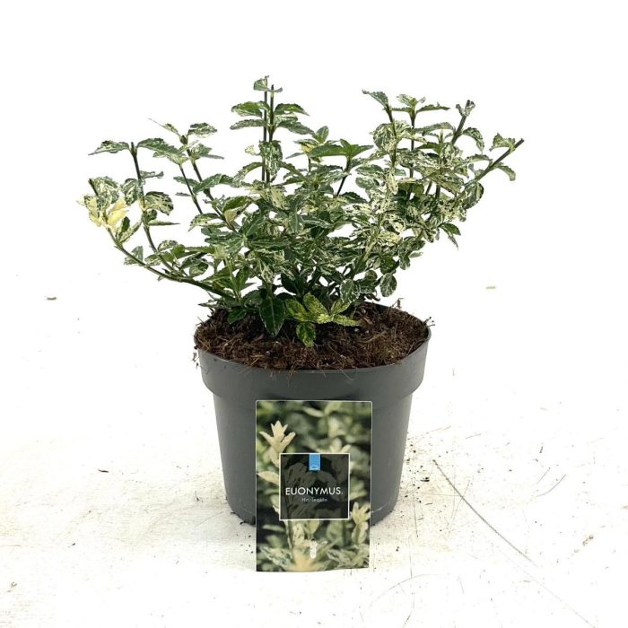 Euonymus fort. 'Harlequin', D 17