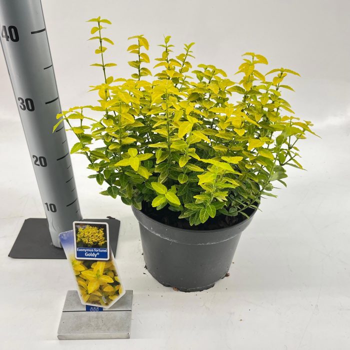 Euonymus fort. Goldy® ('Waldbolwi'PBR), D 23