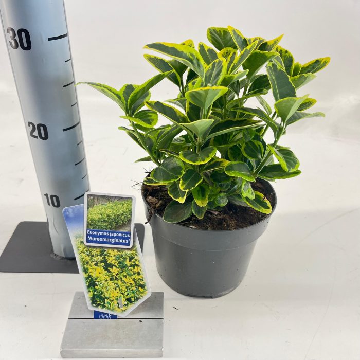 Euonymus jap. 'Aureomarginatus', D 17
