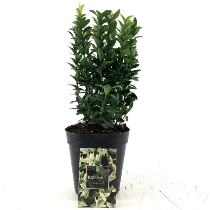 Euonymus jap. 'Francien', D 15