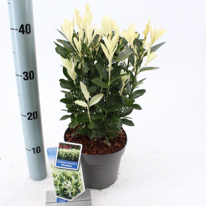 Euonymus jap. Himalaya ('Lankveld06'PBR), D 17