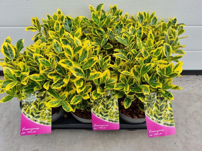 Euonymus jap. Marieke, D 17
