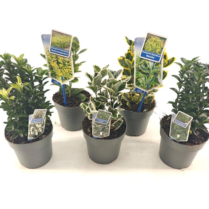 Euonymus mix P13 (minimum order one layer), D 13