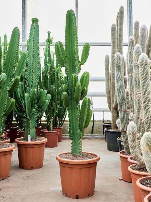 Euphorbia ingens (140-160), D 40