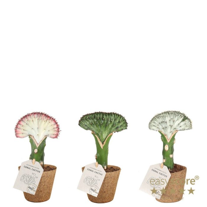 EUPHORBIA LACTEA 20917000, D 9