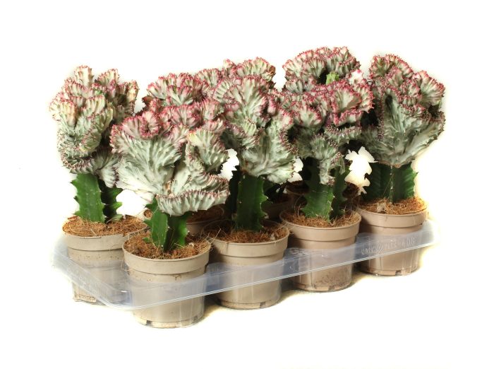Euphorbia lactea cristata 12 cm, D 12