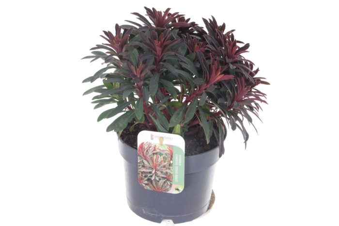 Euphorbia Miner's Merlot, D 17