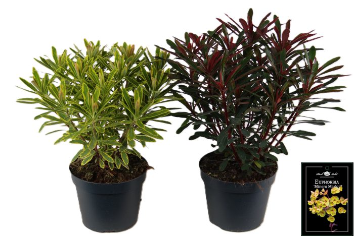Euphorbia mixlaag, D 15