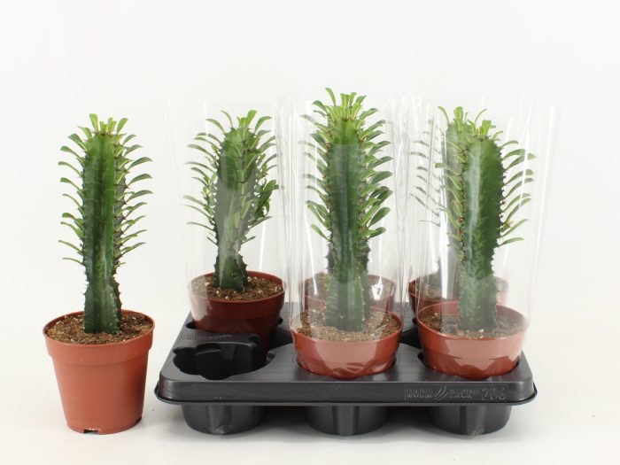Euphorbia Trigona Giant, D 12