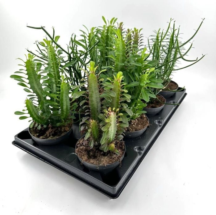 EUPHORBIA-HYBRID 'Mix', D 12