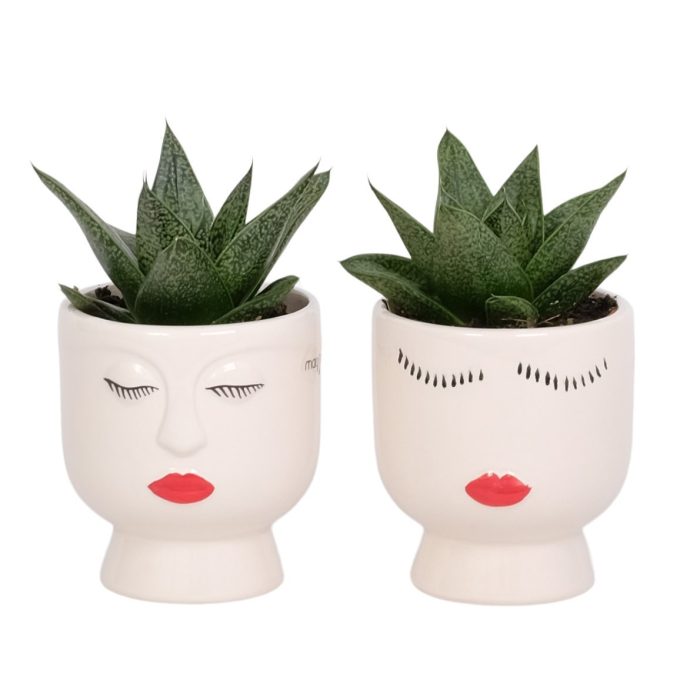 Face It with Succulent mix, D 6