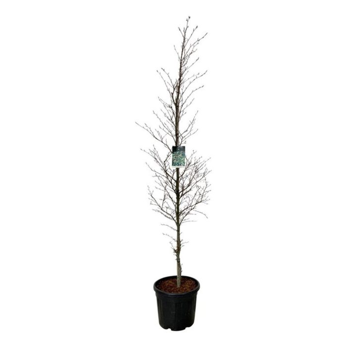 Fagus syl. 'Aspleniifolia', D 50