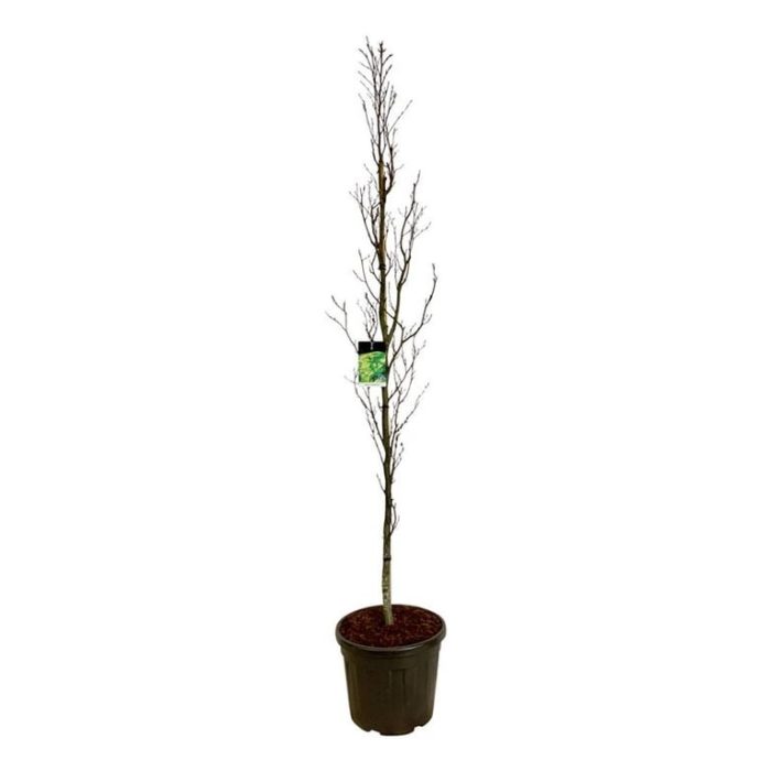 Fagus syl. 'Dawyck Gold', D 50