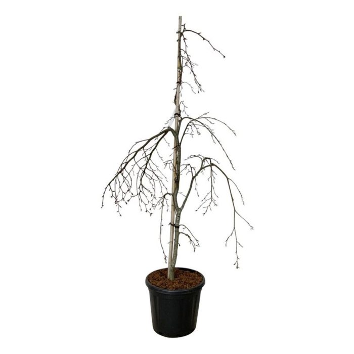 Fagus syl. 'Pendula', D 40
