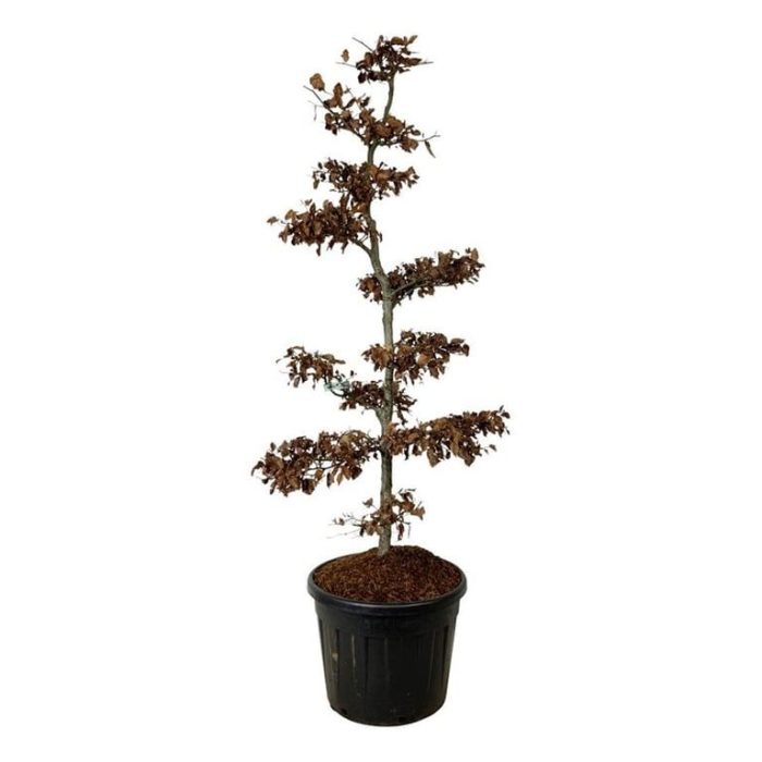 Fagus sylvatica, D 60
