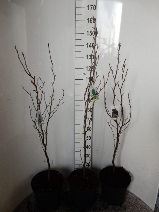 Fagus sylvatica in cultivars 80 cm P28, D 28