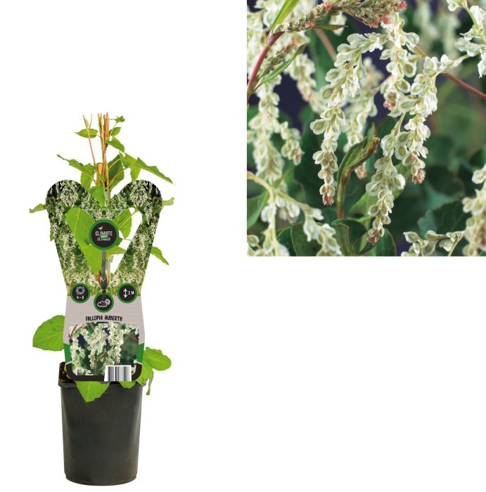 Fallopia aubertii +3.0 label, D 11