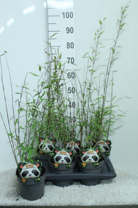 Fargesia nitida 'Black Pearl' P17, D 17