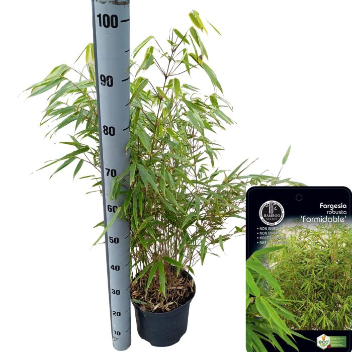 Fargesia robusta 'Formidable', D 23