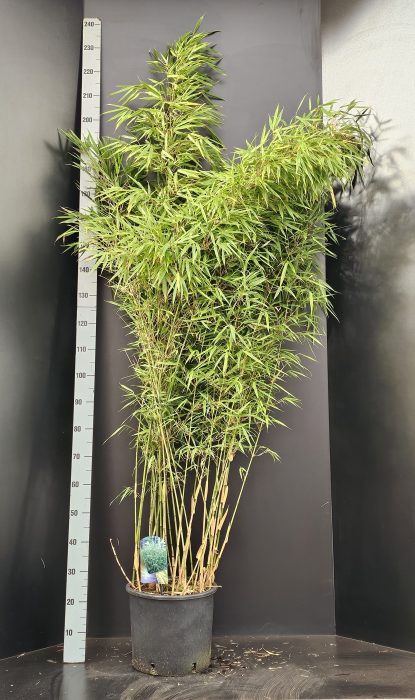 Fargesia Rufa, D 32