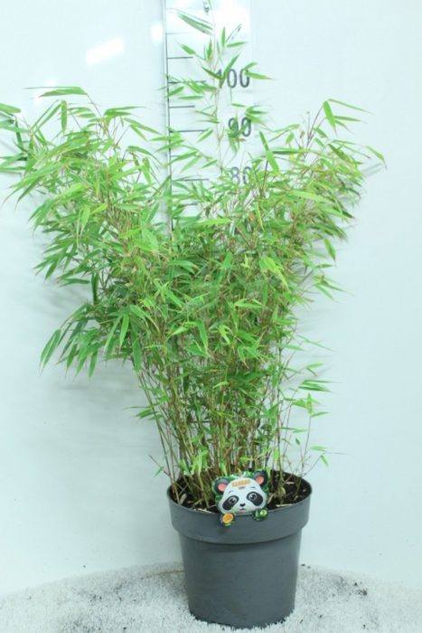 Fargesia rufa P29, D 29