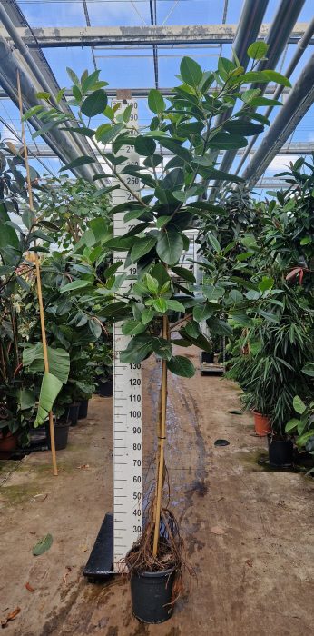 Ficus Altissima gedraaide stam 300, D 30