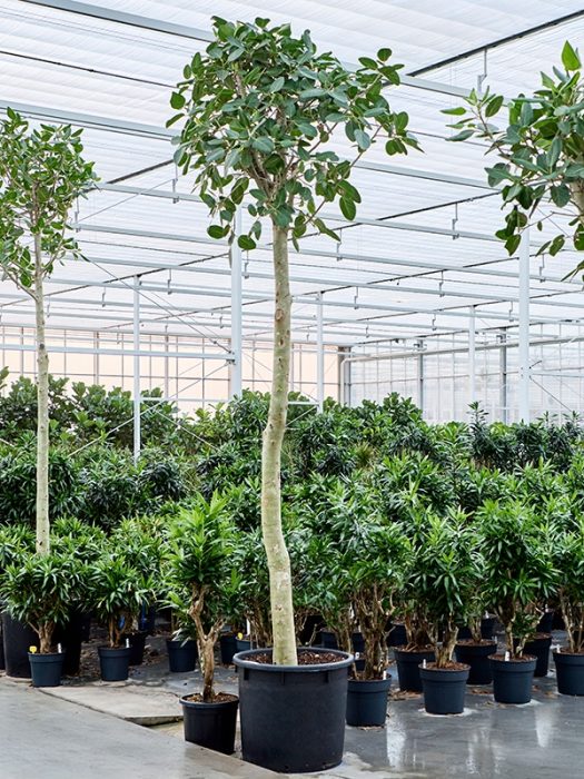 Ficus benghalensis 'Audrey', D 70