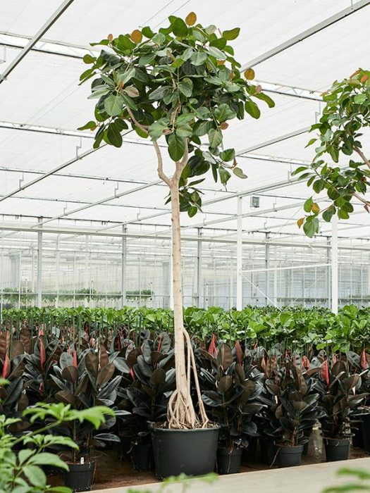 Ficus benghalensis (400-450), D 70