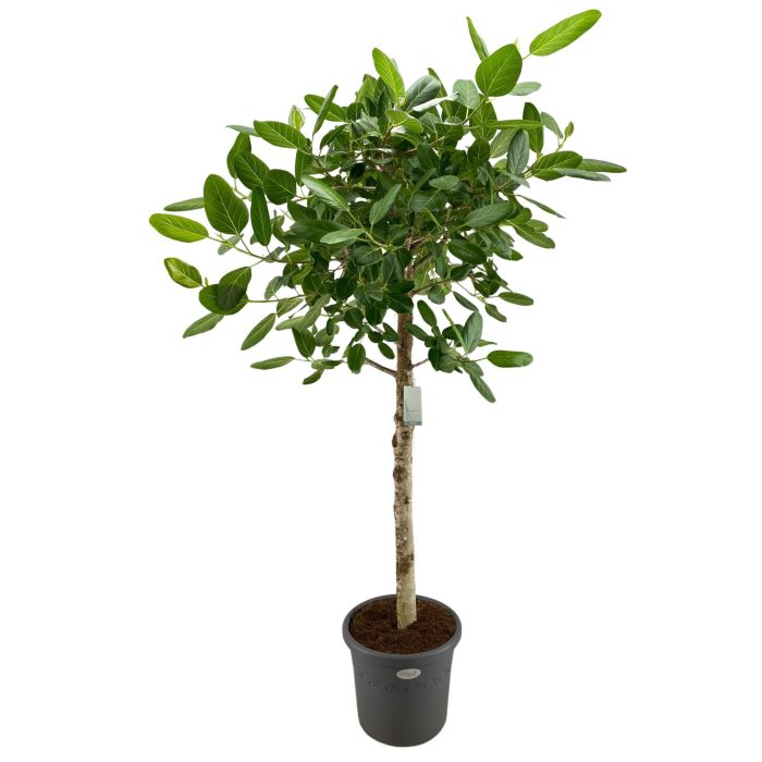 Ficus Benghalensis Audrey Rechte stam p48, D 48
