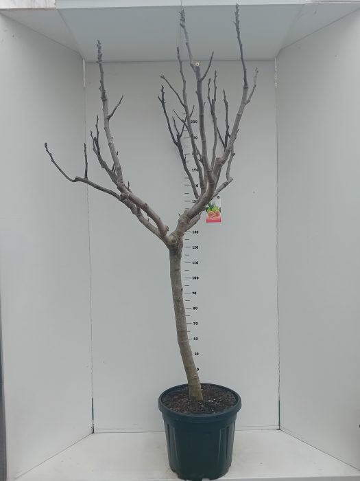 Ficus carica, D 45