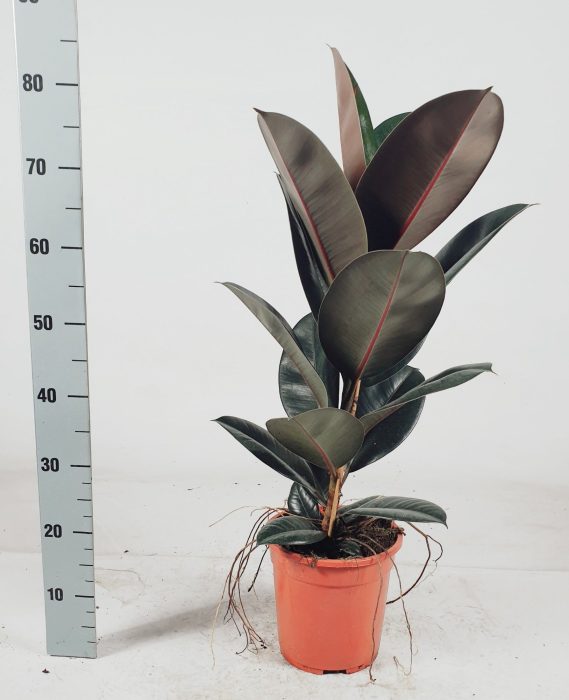 Ficus elastica 'Abidjan' 85cm, D 21