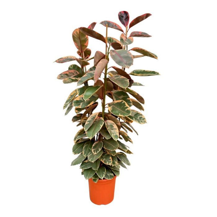 Ficus elastica 'Belize' toef - 180cm - 3PP, D 35