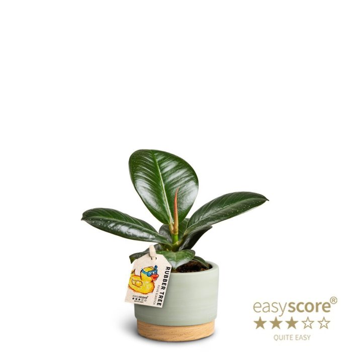 FICUS ELASTICA 'SOFIA' 40620686 WB Green, D 7