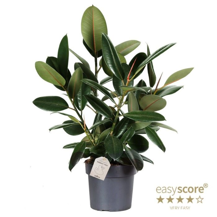 Ficus elastica ´Robusta´, D 24