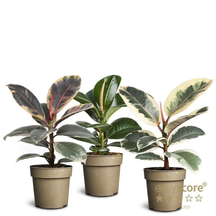 Ficus Elastica 11180900 Ficus Elastica, D 11