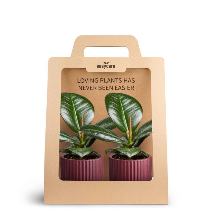 FICUS ELASTICA 30690014 2-Pack Nordic Aubergi, D 7