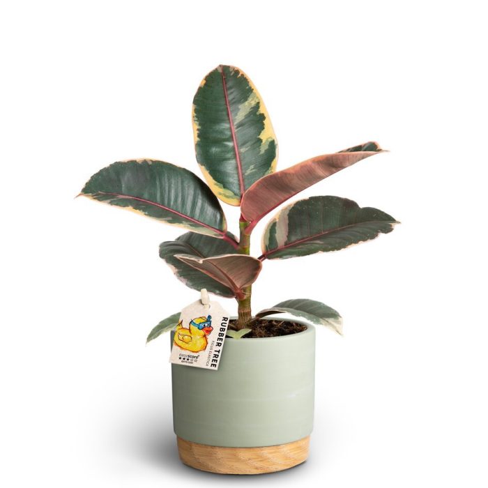 FICUS ELASTICA 40920286 WB Gr 'RUBY', D 10