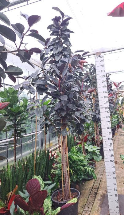Ficus Elastica Abidjan multistam 380, D 60