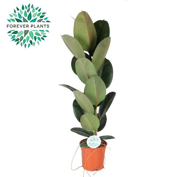 Ficus Elastica Robusta p21, D 21