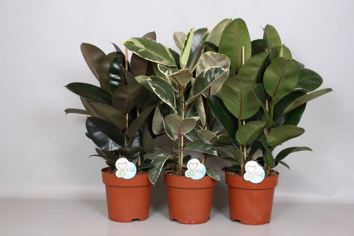 Ficus Elastica Toef Mix - Green4life, D 24